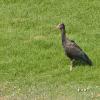 Zwarte Ibis